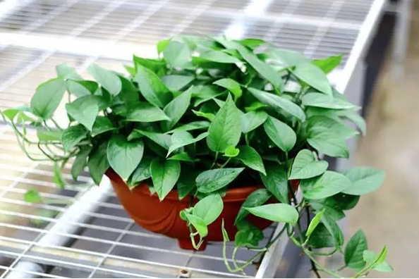 绿萝可以放在卧室里面种植吗?