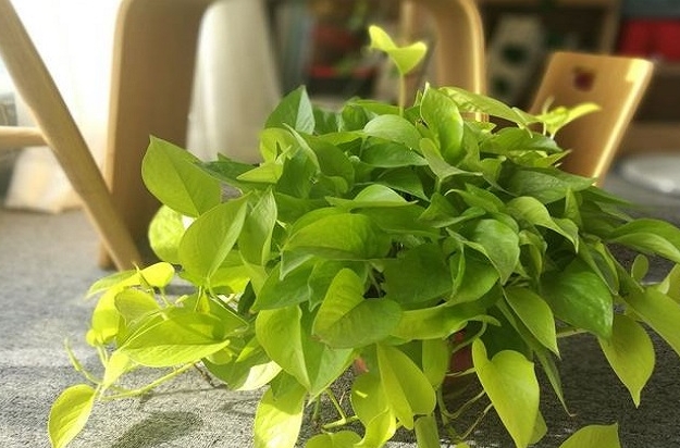 为什么家里种植的绿萝总是黄叶呢?