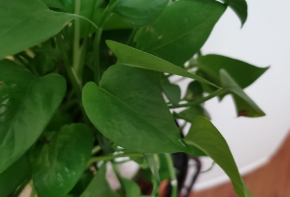 分享一些家庭种植绿萝的几个注意事项