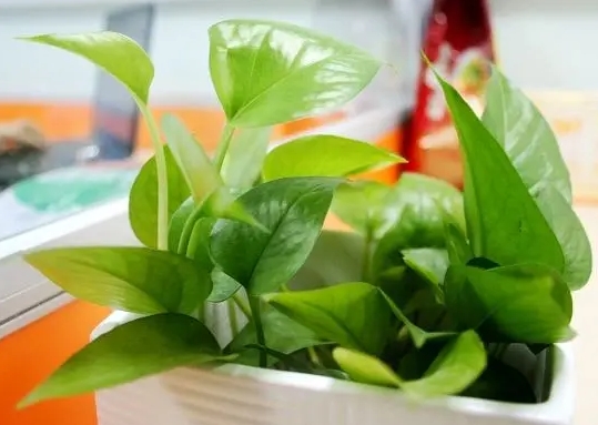 种植绿萝最理想的种植条件是什么?