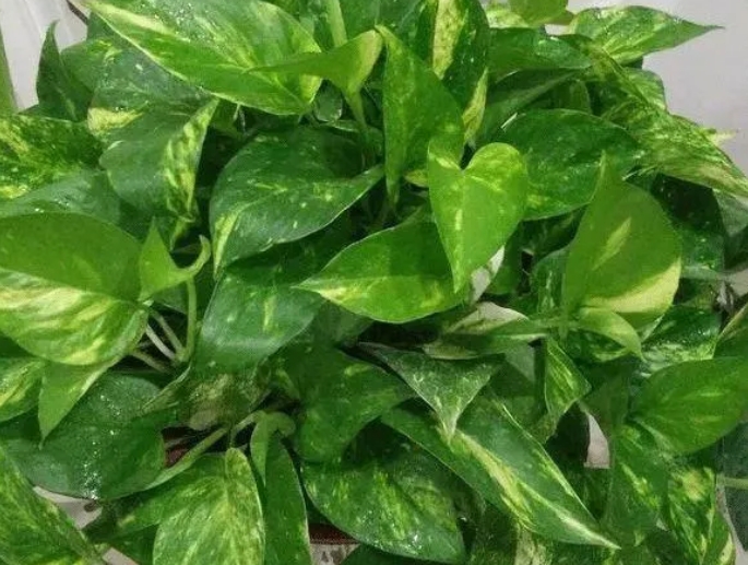 如何种出一盆健康的大叶绿萝？