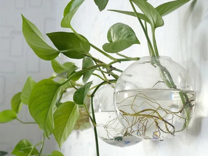 家里种植水培绿萝要注意哪些问题?