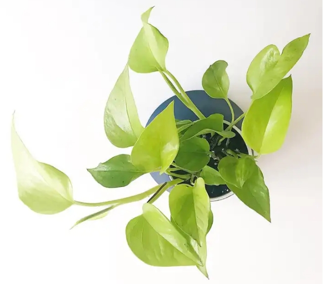 霓虹绿萝 | Neon Pothos