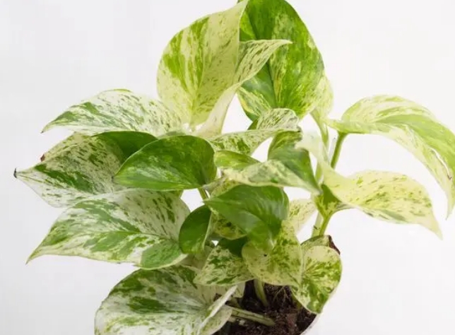 大理石纹绿萝 | Marble Queen Pothos