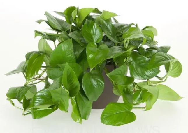 绿萝 | Jade Pothos