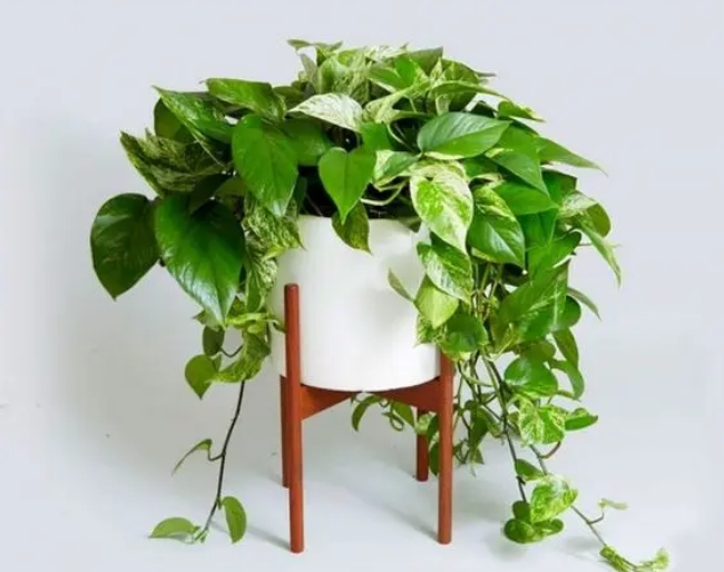 黄金葛 | Golden Pothos