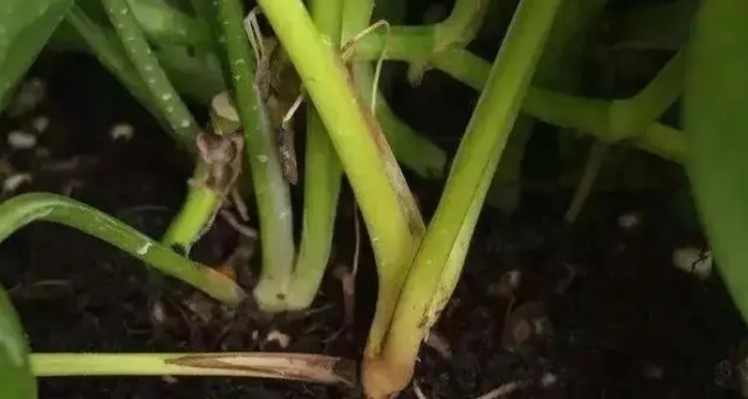 作为“生命之花”的绿萝,不只是好养,还能改善我们的生活环境,是相当受欢迎的草本植物之一,对于它的习性我们自然了解,但好养的绿萝,如果不好好照顾的话,同样问题频发。烂根是很多植物会遇到的问题,绿萝养错了,同样逃不过这一关,那造成绿萝的“元凶”是谁?我们的预防和治疗又该怎么办呢?