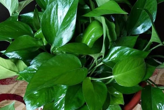 绿萝的种植方法和种植过程中的注意事项